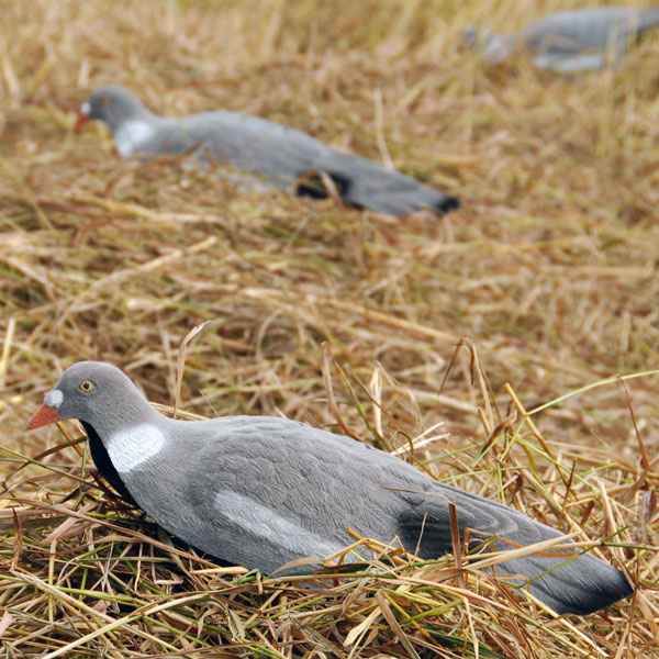 Live Pigeon kyyhkyn kuorikuva