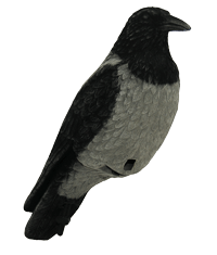 Live Crow variksen fullbody-kuva                                                                            